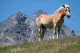 20120807_140711 Cavallo.jpg